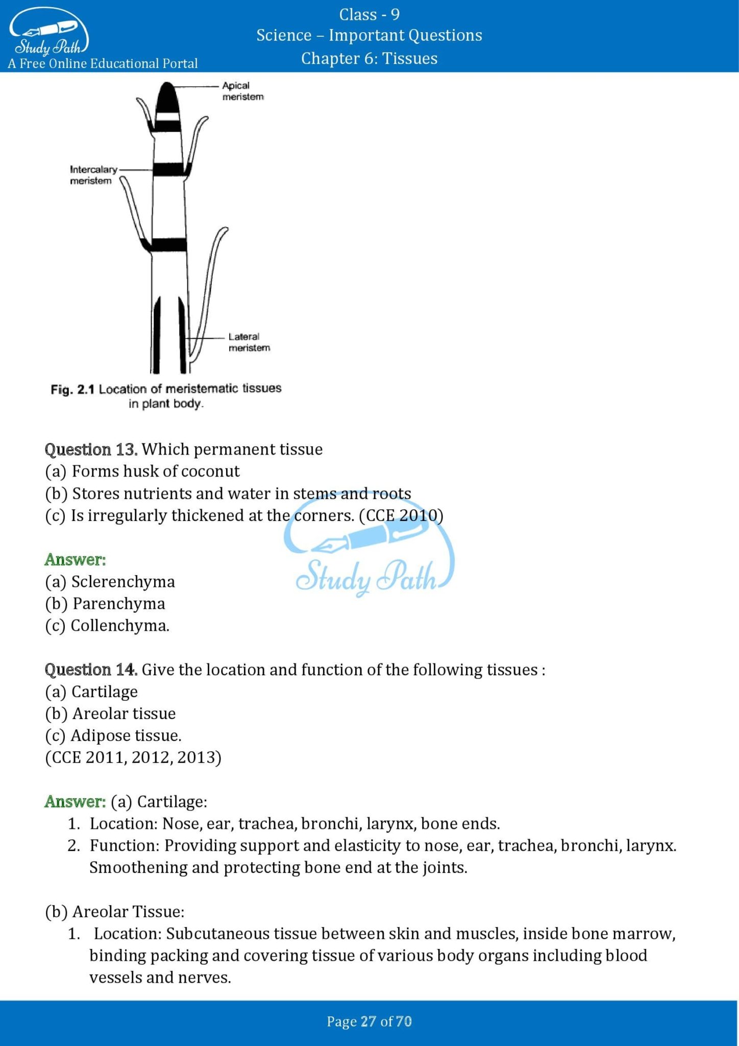 Important Questions For Class Science Chapter Tissues Study Path