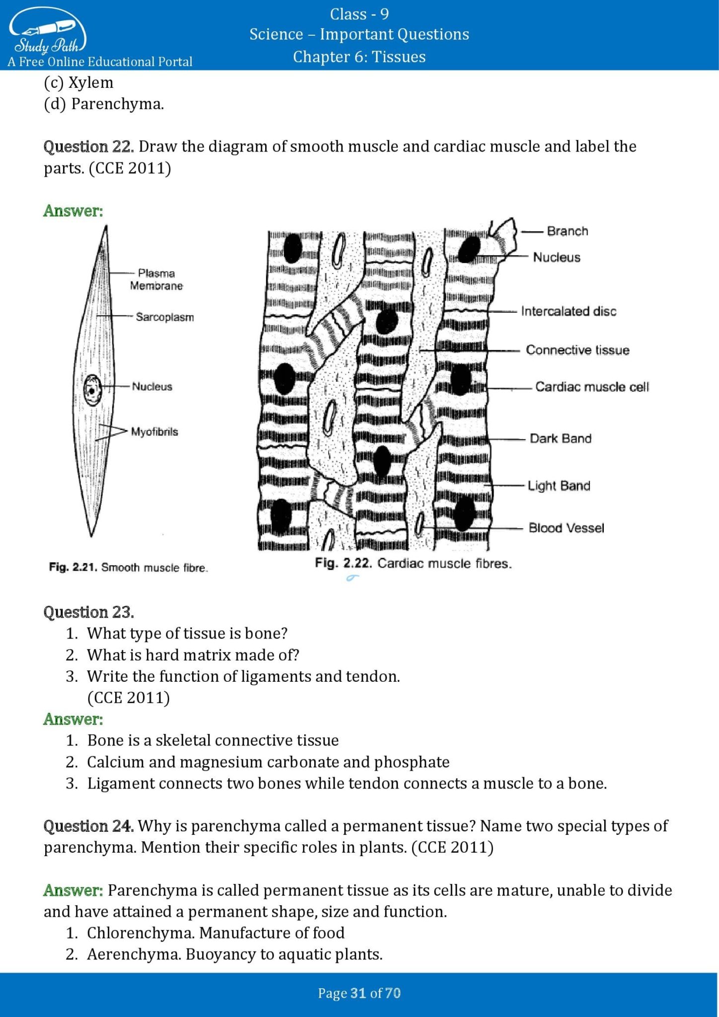 Important Questions For Class Science Chapter Tissues Study Path