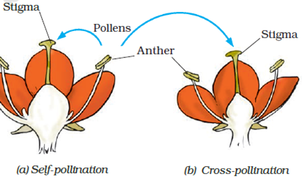 Extra Questions for Class 7 Science Chapter 12 Reproduction in Plants image 1